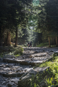 France, Alpes-Maritimes, Parc National du Mercantour (Mercantour national park), Haute Vesubie, Saint Martin Vesubie, Val du Haut Boréon, hike on the GR 52 towards the refuge of Cougourde
