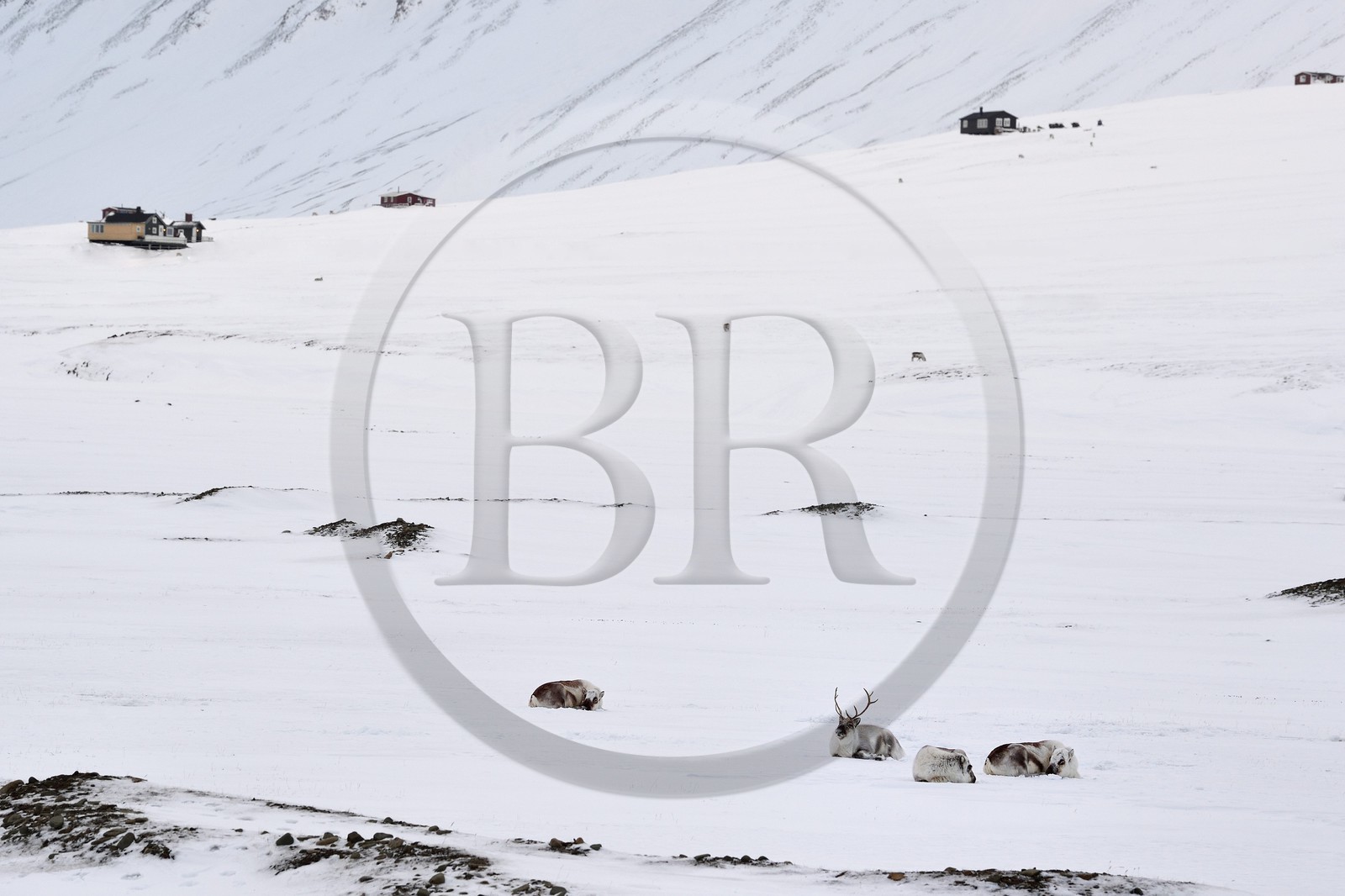 Norvège, Svalbard, Spitzberg, vallée de Adventdalen vers Longyearbyen, renne de Svalbard (Rangifer tarandus platyrhynchus)
