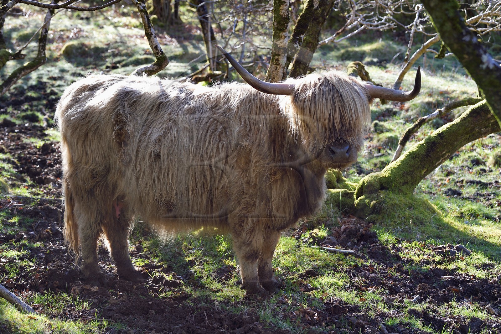 Royaume-Uni, Ecosse, Highland, Hébrides intérieures, Ile de Mull, vache de race Highland