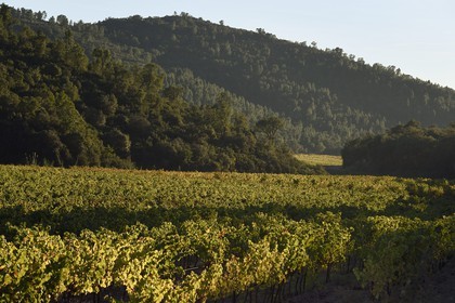 France, Var (83), Massif des Maures, Pierrefeu-du-Var, vignoble dans le vallon de Maraval