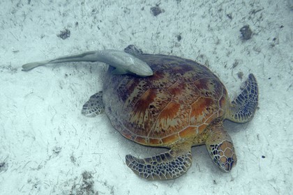 France, Ile de Mayotte, Grande-Terre, Kani-Keli, plage de N’Gouja, tortue (de mer) verte (Chelonia mydas) et un poisson pilote rémora (Echeneis naucrates) accroché à sa carapace