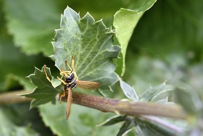 France, Bas Rhin, Northern Vosges Regional Natural Park, Obersteinbach, the ecological garden Hymenoptera, European paper wasp (Polistes dominula) on a Eryngium