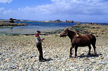 France, Côtes d'Armor, island of Saint Gildas, horse on the stone beach