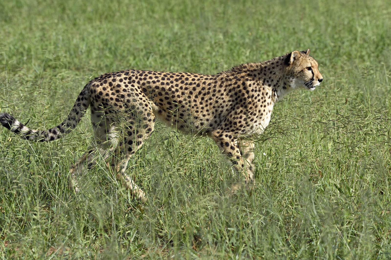 Namibie, Otjiwarongo, Cheetah Conservation Fund, centre de recherche et d'éducation, guépard (Acinonyx jubatus) dans les hautes herbes