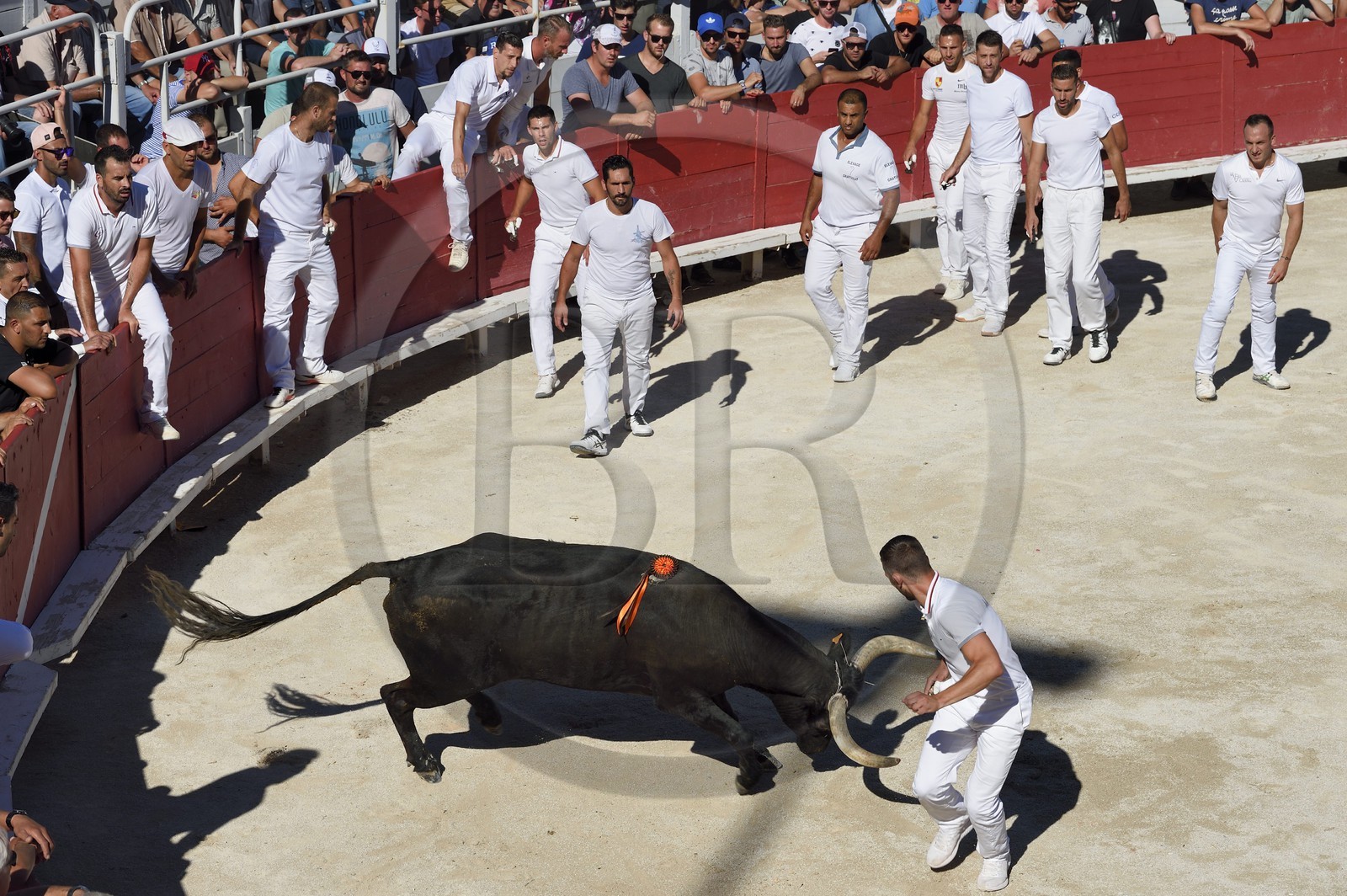 France, Bouches-du-Rhône (13), Arles, la course camarguaise  de la Cocarde d'Or aux Arènes, raseteur tentant d'attraper les attributs primés sur les cornes du taureau France, Bouches-du-Rhône (13), Arles, la course camarguaise  de la Cocarde d'Or aux Arènes, raseteur tentant d'attraper les attributs primés sur les cornes du taureau