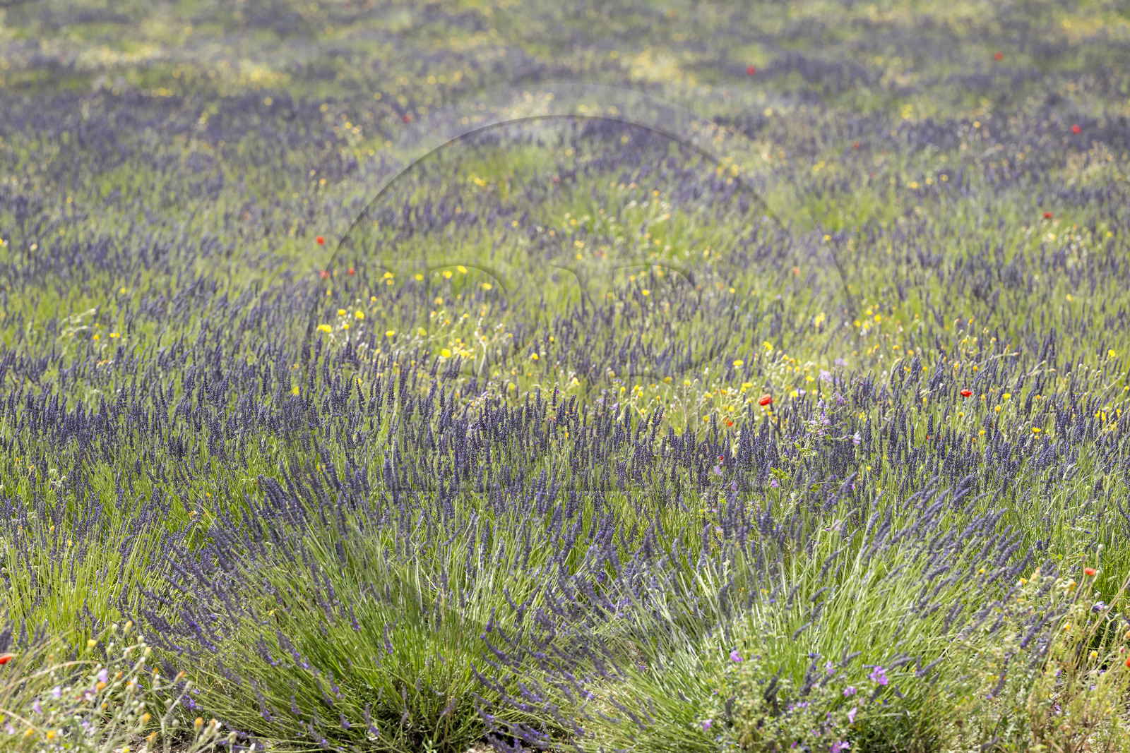 France, Drome, Drome Provencale, Sault district, Ferrassieres, lavender fields