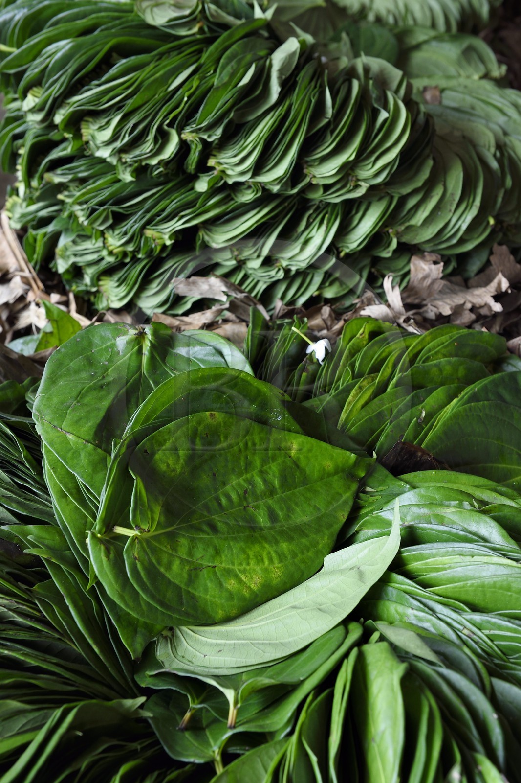 Sri Lanka, province de l'Est, Trincomalee, le marché couvert, feuilles pour la préparation de chiques à base de bétel
