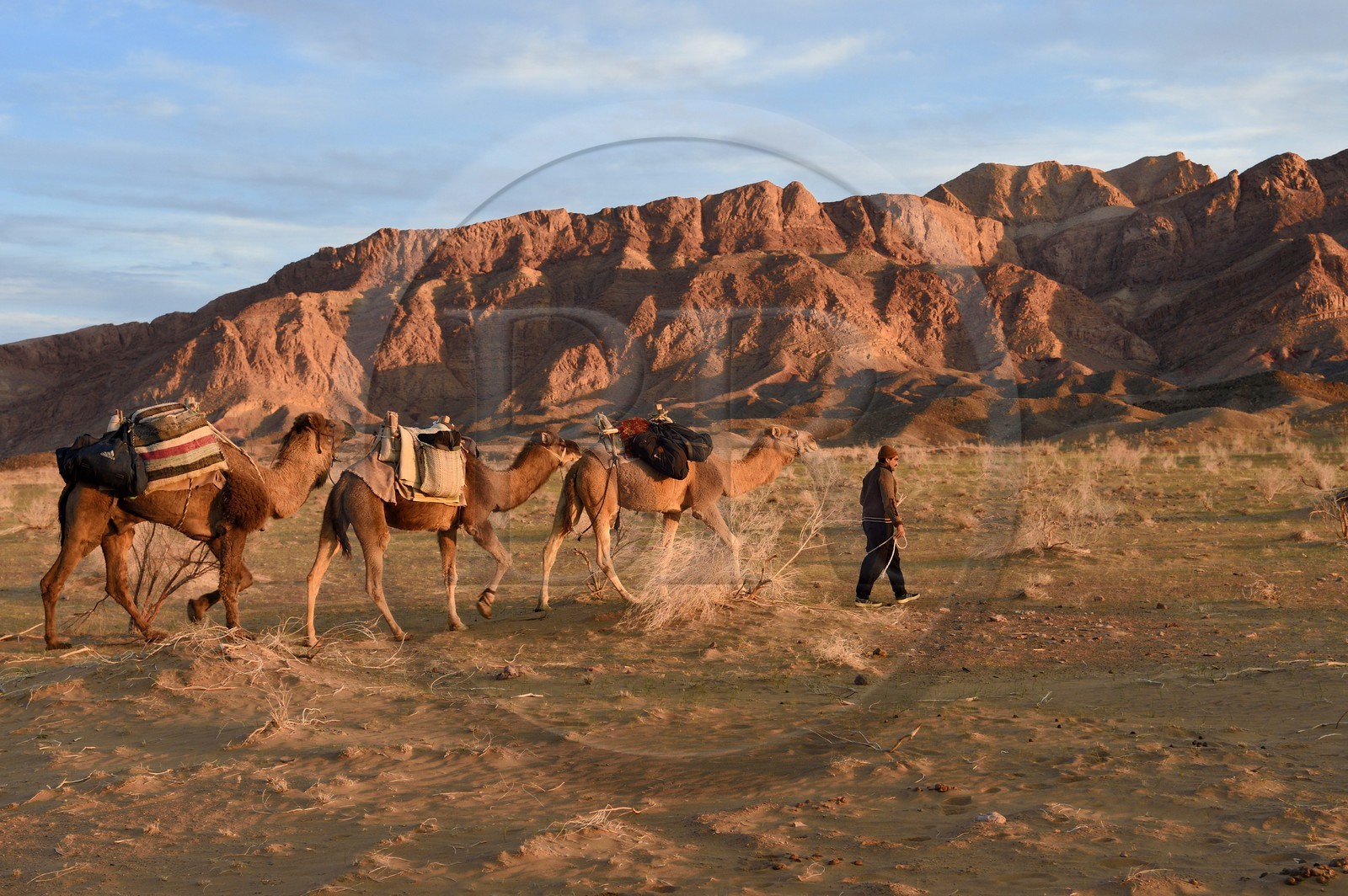 Iran, Province d'Ispahan, désert du Dasht-e Kavir, Mesr dans la région de Khur et Biabanak, caravane de dromadaires au pied de la chaine de montagne de Dareh bidan au coucher de soleil Iran, Province d'Ispahan, désert du Dasht-e Kavir, Mesr dans la région de Khur et Biabanak, caravane de dromadaires au pied de la chaine de montagne de Dareh bidan au coucher de soleil