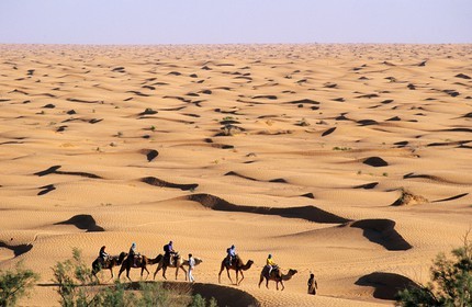 Tunisia, Southern Tunisia, Ksar Ghilane oasis, camel ride in the sand dunes of the Grand Erg Oriental