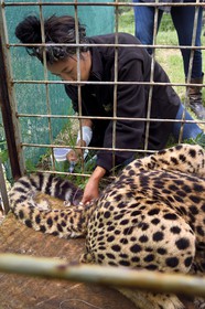 Namibia, Otjiwarongo, Cheetah Conservation Fund, research and education centre, administration 3 times a week of subcutaneous fluids to a cheetah (Acinonyx jubatus) with chronic renal failure and the veterinarian Emma Alfonso in the background