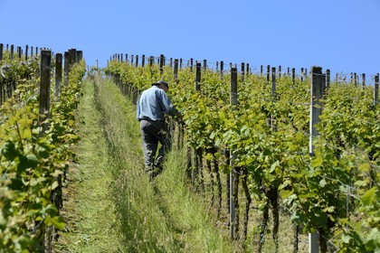 Germany, Baden-Wurttemberg, Durbach vineyard