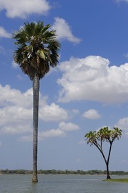 Tanzanie, Reserve de gibier de Selous une des plus grandes zones protégées au monde et inscrite sur la liste du patrimoine mondial de l’Unesco depuis 1982, rônier ou borasse (Palmyra Palm) est un genre de palmiers