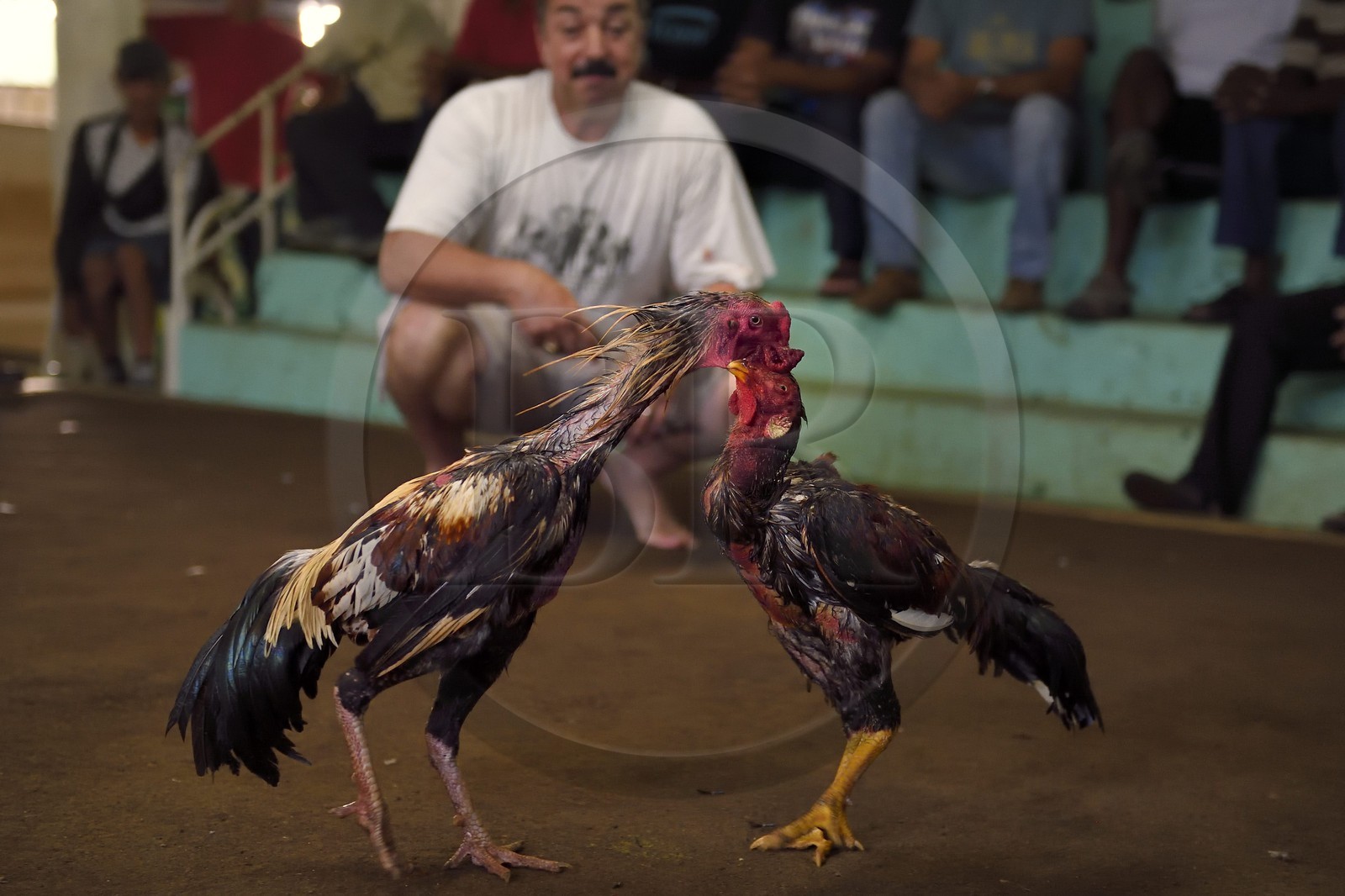 France, Ile de la Reunion, Petit Tampon, combat de coqs dans le Rond de Coq