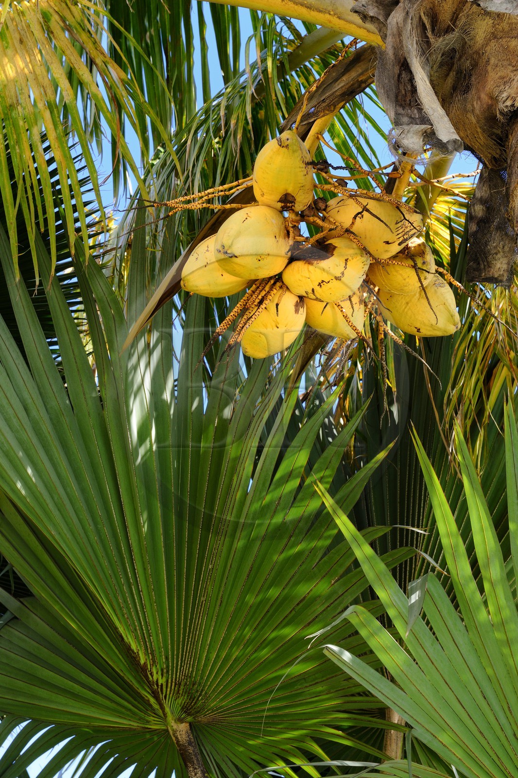 France, Reunion island (French overseas department), Petite Ile, tropical garden