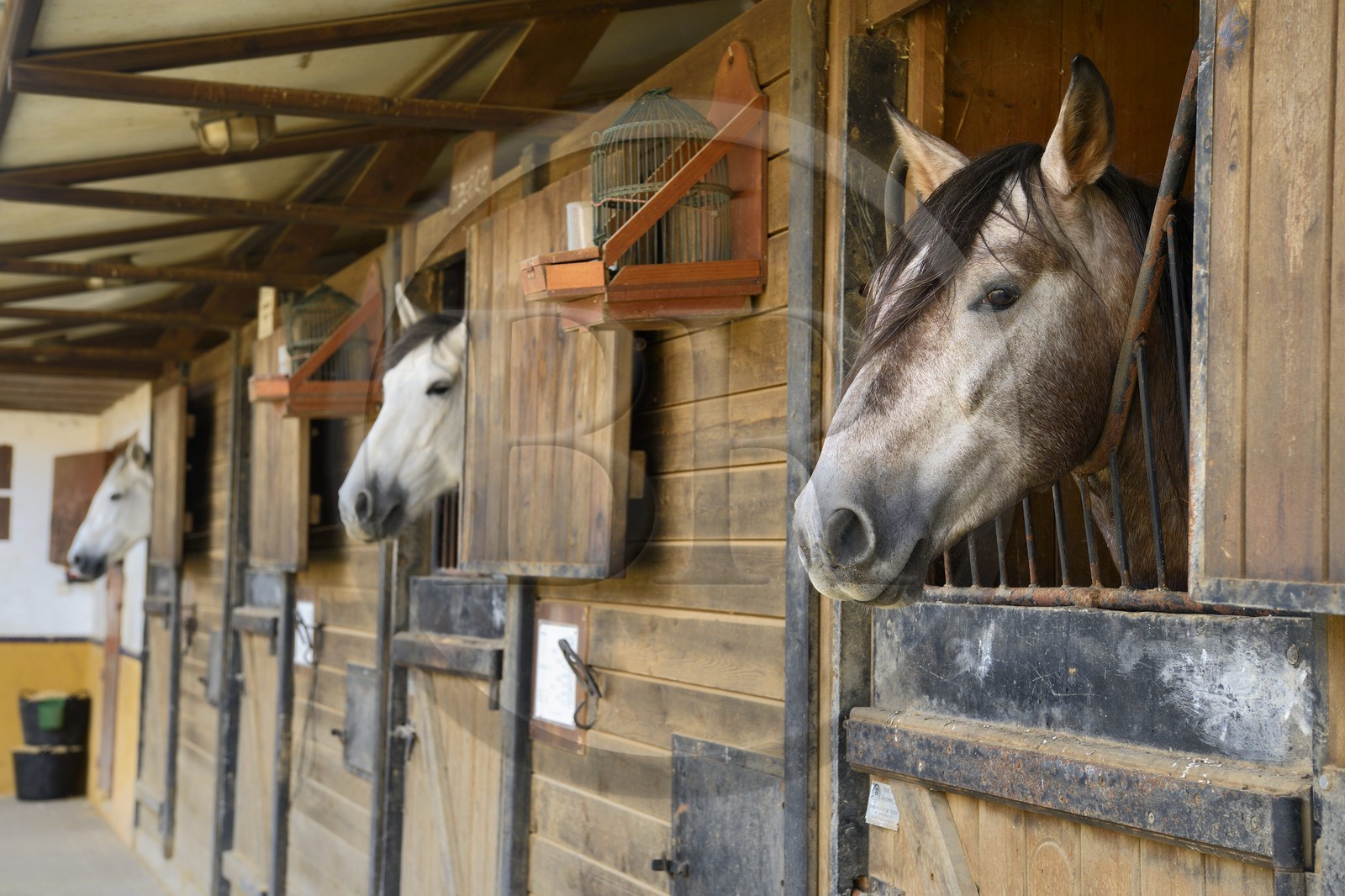 Espagne, Andalousie, province de Séville, Utrera, le haras Ayala (Yeguada Ayala), Pure race espagnole ou PRE (Pura Raza Espanola)