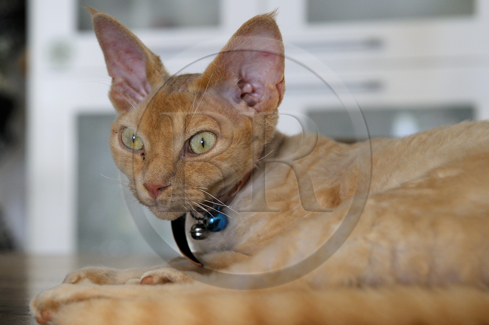 France, Reunion island (French overseas department), Devon Rex cat