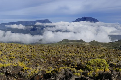 France, Reunion island (French overseas department), Piton-de-la-Fournaise, the short vegetation of the hillsides of the volcano