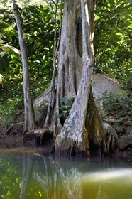 Caraïbes, Ile de la Dominique, Portsmouth, les rives de l'Indian River, sang-dragon (Pterocarpus officinalis)