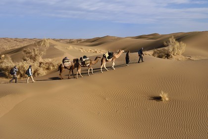 Iran, Province d'Ispahan, désert du Dasht-e Kavir, Mesr dans la région de Khur et Biabanak, caravane de dromadaires dans les dunes du lieu dit de Kuh e-Sefid lors d'une randonnée chamelière