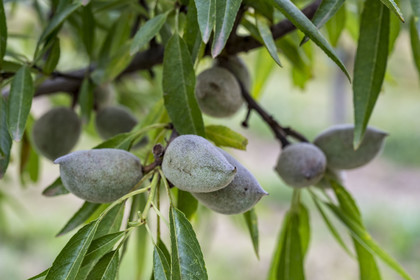 France, Vaucluse, Venasque, cultivation of penta almonds by the nougat farmers Frères Silvain in the almond fields