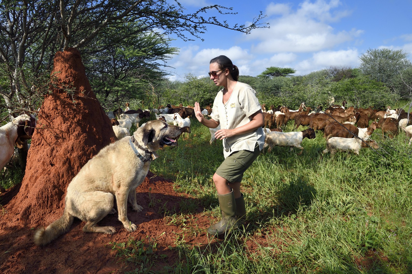 Namibia, Otjiwarongo, Cheetah Conservation Fund, research and education centre, CCF’s Livestock Guarding Dog Program has been highly effective at reducing predation rates and thereby reducing the inclination by farmers to trap or shoot cheetahs, Anatolian shepherd Kangal dog watching a herd of Boer goats and Paige Seitz, Livestock Guarding Dog Programme Manager