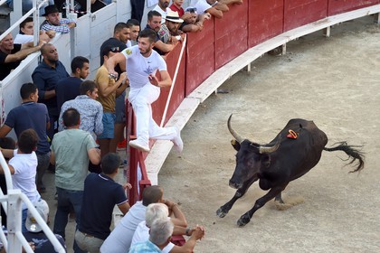 France, Bouches-du-Rhône (13), Arles, la course camarguaise  de la Cocarde d'Or aux Arènes