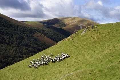 France, Pyrenees Atlantiques, Basque Country, Camino de Santiago (the Way of St. James) on the GR 65 between Saint Jean Pied de Port and Roncesvalles towards the Bentarte Pass, shepherd and his manech blackhead sheep flock on the slopes of the Leizar Atheka