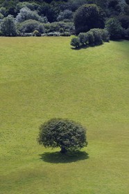 United Kingdom, England, Somerset, tree in a meadow  (aerial view)