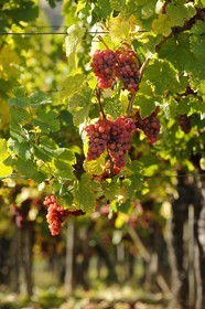 France, Bas Rhin, the vineyard at the foot of Castle Ortenbourg