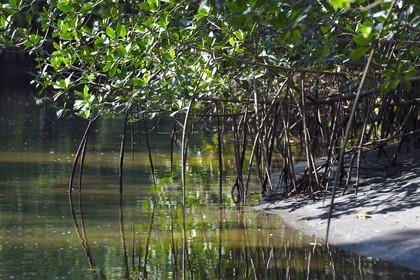 Nicaragua, la côte pacifique de Leon, la mangrove du parc national Isla Juan Venado