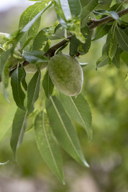 France, Vaucluse, Avignon, Palais des Papes (Palace of the Popes), the papal gardens, almond in an almond tree