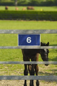 Irlande, Co. Kildare, Maynooth, harras de Moyglare (Stud)
