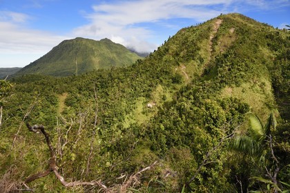 Caribbean, Dominica Island, Castle Bruce, Morne Trois Pitons National Park listed as World heritage by UNESCO, along the trail leading through the rainforest to the Desolation Valley and then to Boiling Lake