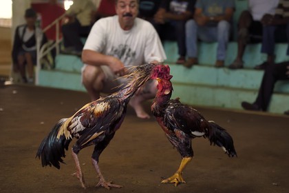 France, Ile de la Reunion, Petit Tampon, combat de coqs dans le Rond de Coq