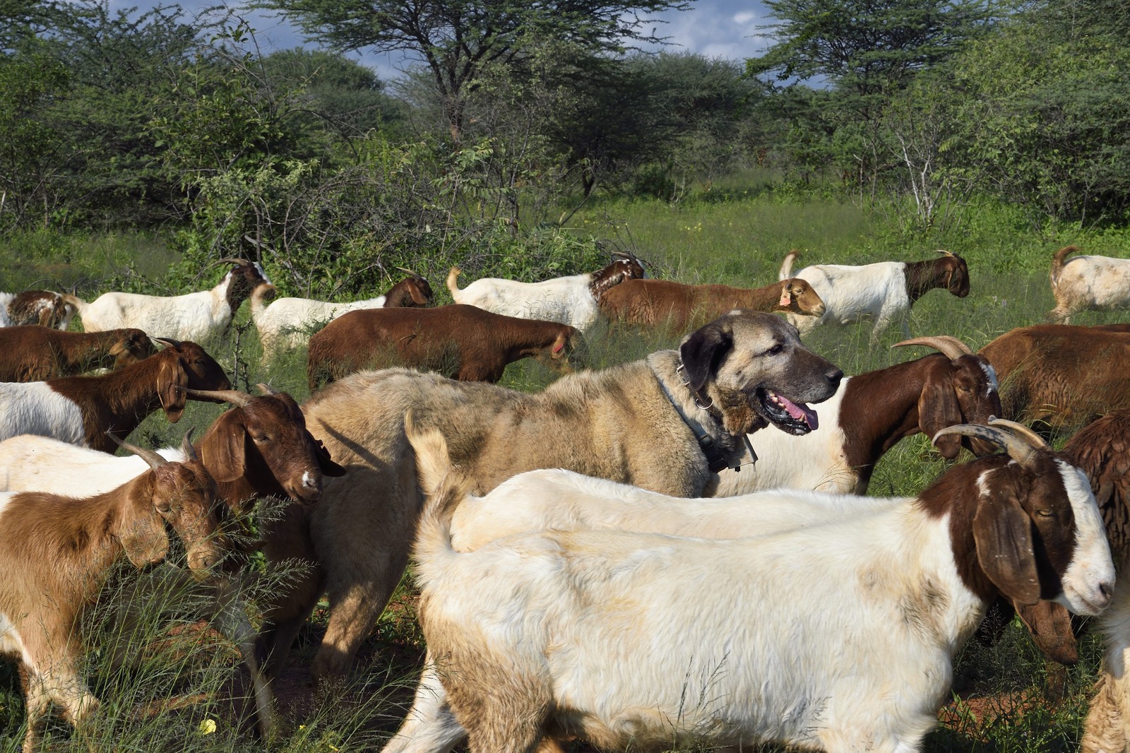 Namibie, Otjiwarongo, Cheetah Conservation Fund, centre de recherche et d'éducation, le Livestock Guarding Dog Program (programme chien de garde du bétail) du CCF a été très efficace pour réduire les taux de prédation et ainsi aussi l'inclinaison des agriculteurs à piéger ou tirer sur des guépards, chien Berger d'Anatolie aussi connu sous le nom de Kangal surveillant un troupeau de chèvres Boer et de moutons Damara