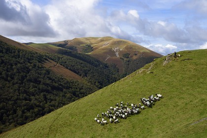 France, Pyrénées-Atlantiques (64), Pays-Basque, chemin de Saint-Jacques de Compostelle sur le GR 65 entre Saint-Jean-Pied-de-Port et Roncevaux vers le col de Bentarte, berger et son troupeau de brebis manech tête noire sur les pentes du Leizar Atheka