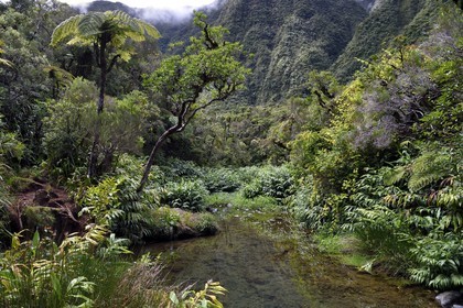 France, Ile de la Reunion, Parc National de la Réunion classé Patrimoine Mondial de l'UNESCO, La Plaine des Palmistes, forêt de Bébour, sentier de randonnée Cassé de Takamaka, Bassin des Hirondelles