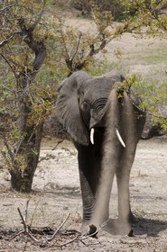Tanzanie, Reserve de gibier de Selous une des plus grandes zones protégées au monde et inscrite sur la liste du patrimoine mondial de l’Unesco depuis 1982, Éléphant de savane d'Afrique (Loxodonta africana)