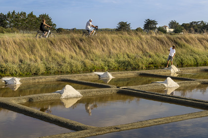 France, Vendee, Les Sables d'Olonne, the Salt Marshes of L'Ile d'Olonne, salt worker harvesting salt in the Salorge de la Vertonne