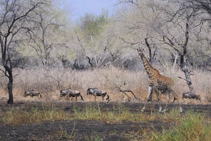 Tanzanie, Reserve de gibier de Selous une des plus grandes zones protégées au monde et inscrite sur la liste du patrimoine mondial de l’Unesco depuis 1982, girafe (Giraffa camelopardalis) et troupeau de gnous