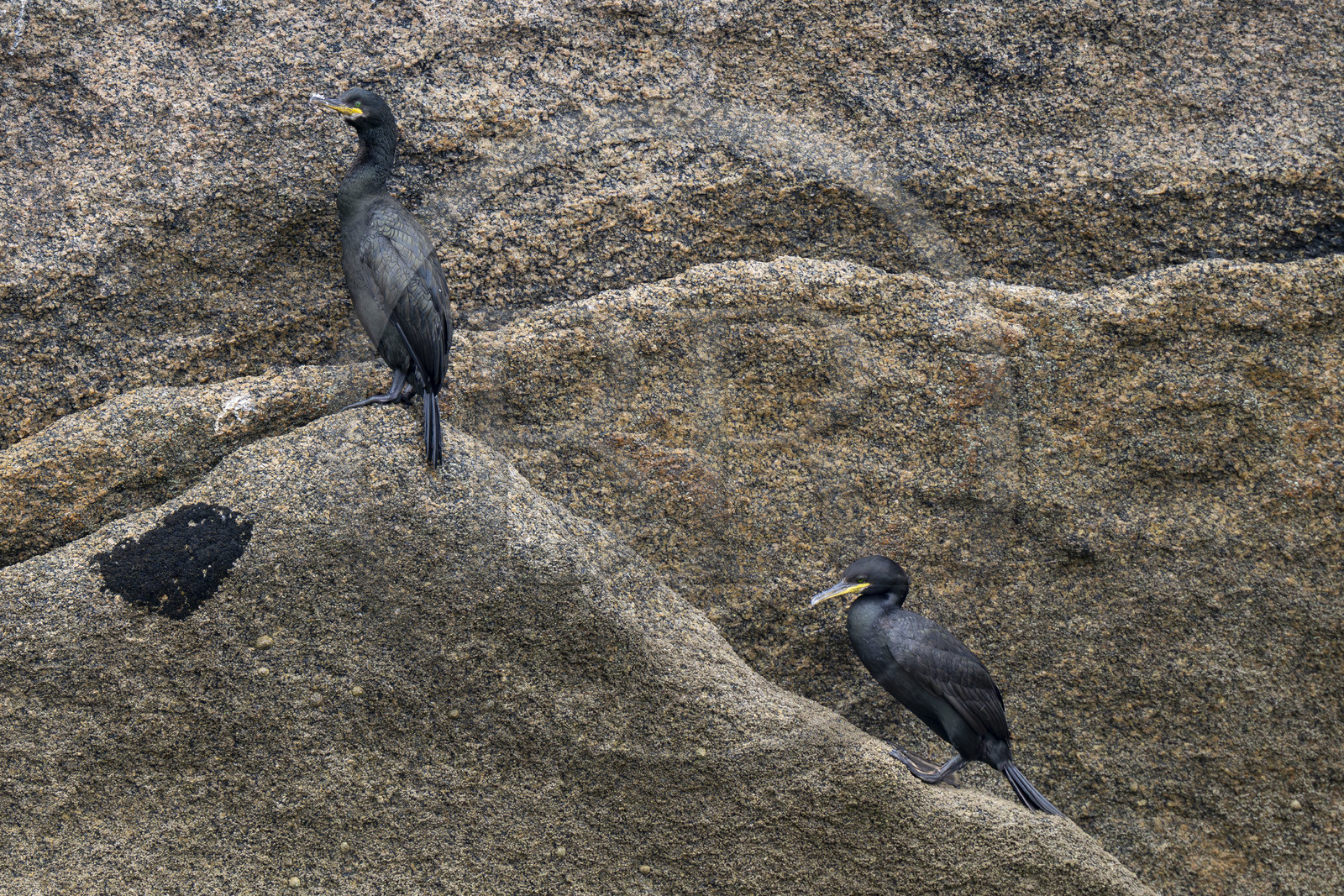 France, Finistère (29), Carantec, Réserve ornithologique des îlots de la Baie de Morlaix, Cormoran huppé (Gulosus aristotelis) sur l'Ile Vesoul