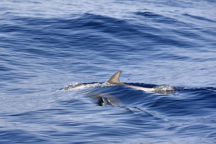 France, Alpes-Maritimes, Saint Jean Cap Ferrat, Pelagos Sanctuary for Mediterranean Marine Mammals, striped dolphin (Stenella coeruleoalba)