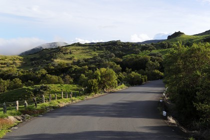 France, Reunion island (French overseas department), Piton-de-la-Fournaise, Volcano forest road on the slopes of the Volcano