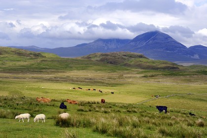 United Kingdom, Scotland, Inner Hebrides, Islay Island, sheep and cows grazing in the meadows of north-east of the island and the mountains of the island of Jura in the background