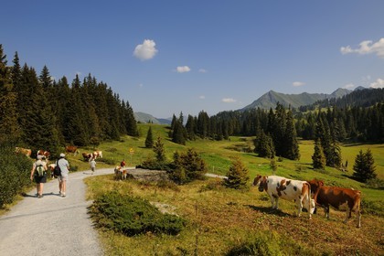 Switzerland, Canton of Vaud, Villars sur Ollon, hamlet of Bretaye