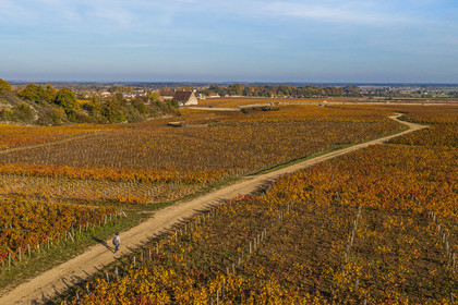 France, Côte-d'Or (21), Paysage culturel des climats de Bourgogne classés Patrimoine Mondial de l'UNESCO, Vougeot, Route des Grands Crus, le vignoble et le chateau du Clos de Vougeot (vue aérienne)