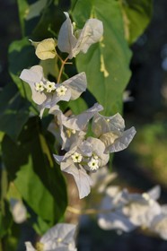 France, Ile de la Reunion, Petite-Ile, bougainvillier (Bougainvillea)