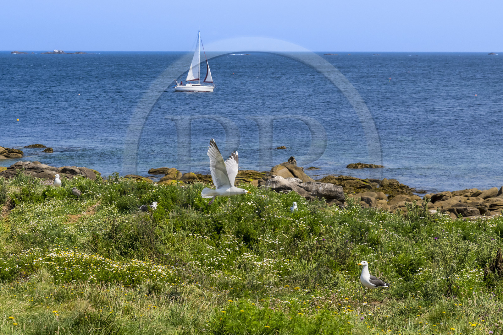 France, Finistère (29), Pays des Abers, Ile Vierge dans l'archipel de Lilia, de très nombreux goélands peuple l'île en période de nidification