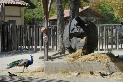 Portugal, Lisbon, Zoological Garden, Greater Indian Rhinoceros (Rhinoceros unicornis)