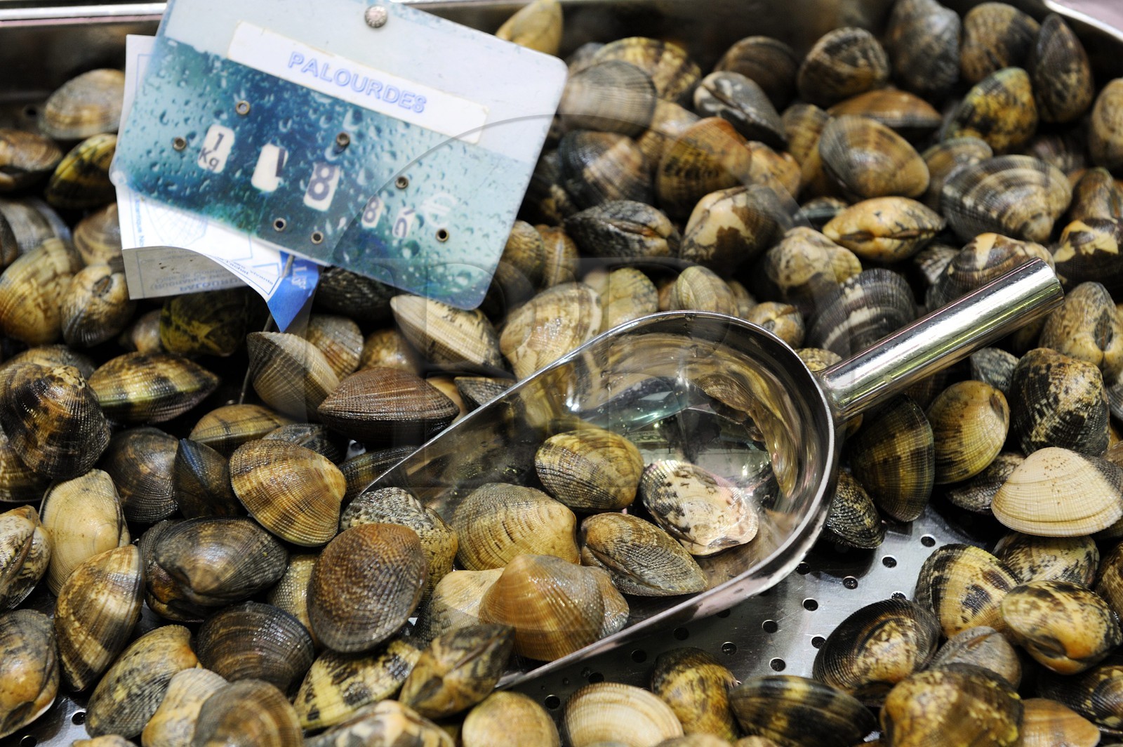 France, Loire-Atlantique (44), Nantes, marché de Talensac, palourdes